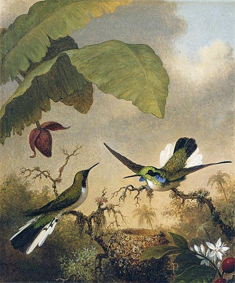 Martin Johnson Heade Black-Eared Fairy
